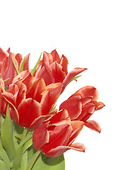 Image showing bunch of red tulips