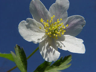 Image showing anemone