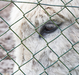 Image showing Donkey behind a green fence