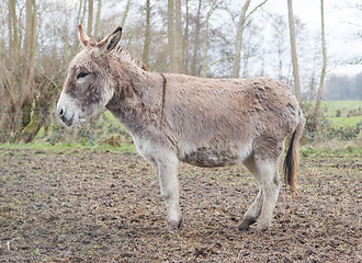 Image showing Donkey in the field