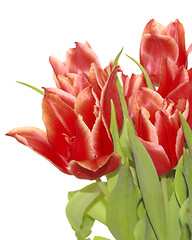 Image showing bunch of red tulips