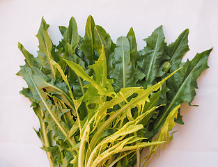 Image showing Catalonian chicory salad