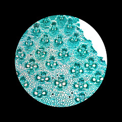 Image showing Bamboo stem micrograph