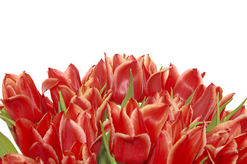 Image showing bunch of red tulips