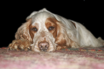 Image showing tan and white cocker spaniel