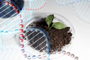 Image showing close up of plant and soil in lab