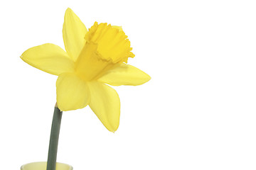 Image showing single yellow daffodil