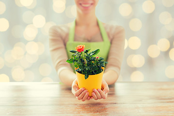 Image showing close up of woman hands holding roses bush in pot