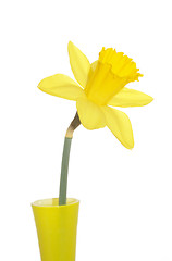 Image showing single yellow daffodil
