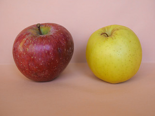 Image showing Red and yellow apple fruit