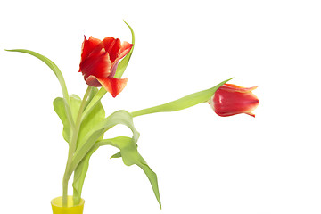 Image showing tulips in a vase