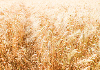 Image showing Retro looking Barleycorn field