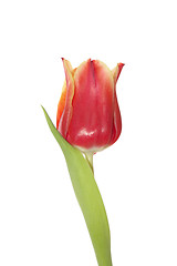 Image showing single red tulip