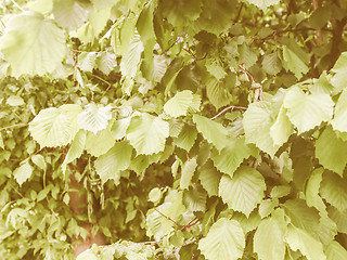 Image showing Retro looking Hazel tree leaf