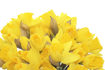 Image showing bunch of daffodils