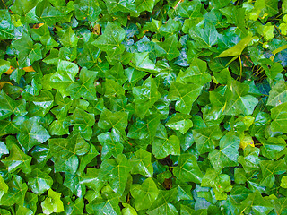 Image showing Ivy leaves