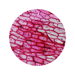 Image showing Onion epidermus micrograph