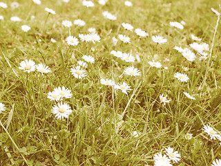 Image showing Retro looking Daisy flower