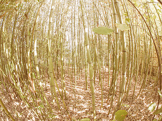 Image showing Retro looking Bamboo tree