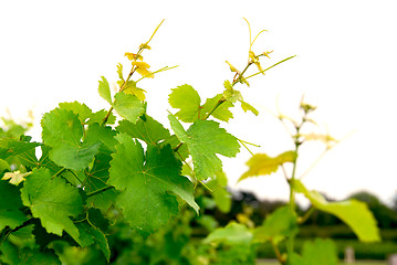 Image showing Grape vines