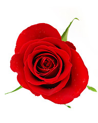 Image showing Red rose