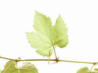 Image showing Retro looking Vine picture