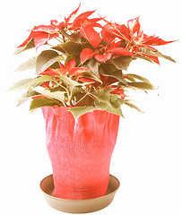 Image showing Retro looking Poinsettia