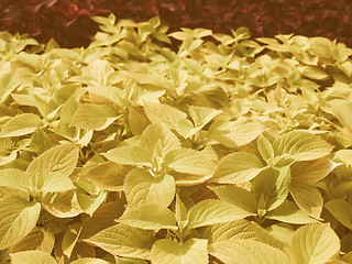 Image showing Retro looking Coleus Nettle plant