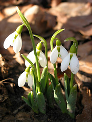 Image showing Blooming snowdrops