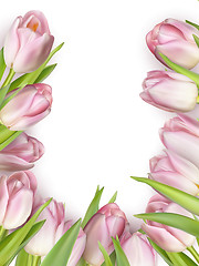 Image showing Pink fresh tulips on white. EPS 10