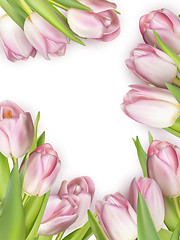 Image showing Pink fresh tulips on white. EPS 10