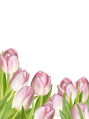 Image showing Pink fresh tulips on white. EPS 10