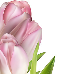 Image showing Pink tulips on white. EPS 10