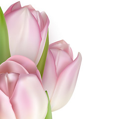 Image showing Pink tulips on white. EPS 10