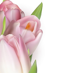 Image showing Pink tulips on white. EPS 10