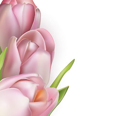 Image showing Pink tulips on white. EPS 10