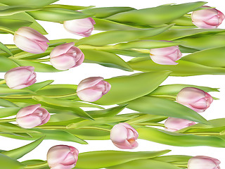 Image showing Pink fresh tulips on white. EPS 10