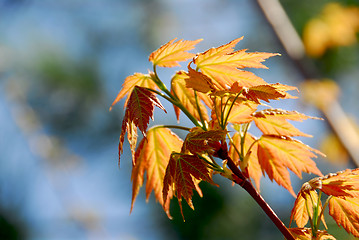 Image showing Spring green leaves