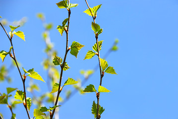 Image showing Spring tree