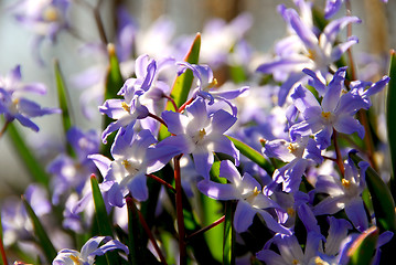 Image showing Glory of the snow