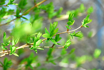 Image showing Spring green leaves