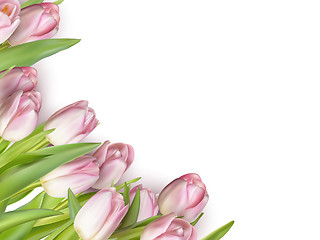 Image showing Pink tulips on white. EPS 10