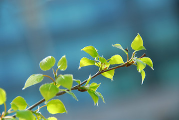 Image showing Spring leaves