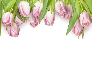 Image showing Pink fresh tulips on white. EPS 10