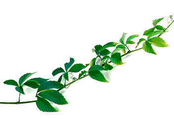 Image showing Green twig of grapes leaves