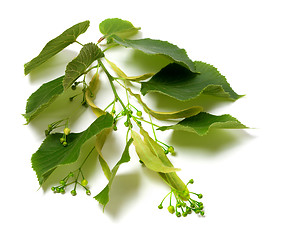 Image showing Spring tilia twig before blossom