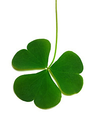 Image showing Spring clover leaf