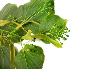 Image showing Spring tilia before blossom