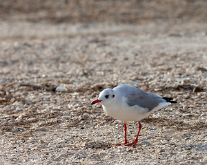 Image showing Seagull walking on sand