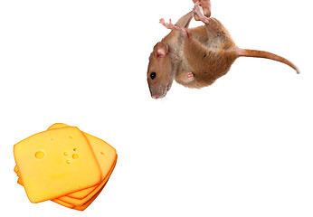 Image showing Fancy rat hang on finger and looking at slices of cheese